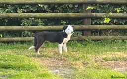 Border Collie dogs for sale: Border Collie Male - Image 8