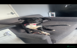 Mixed Breed dogs for sale: Rehoming  - Image 3