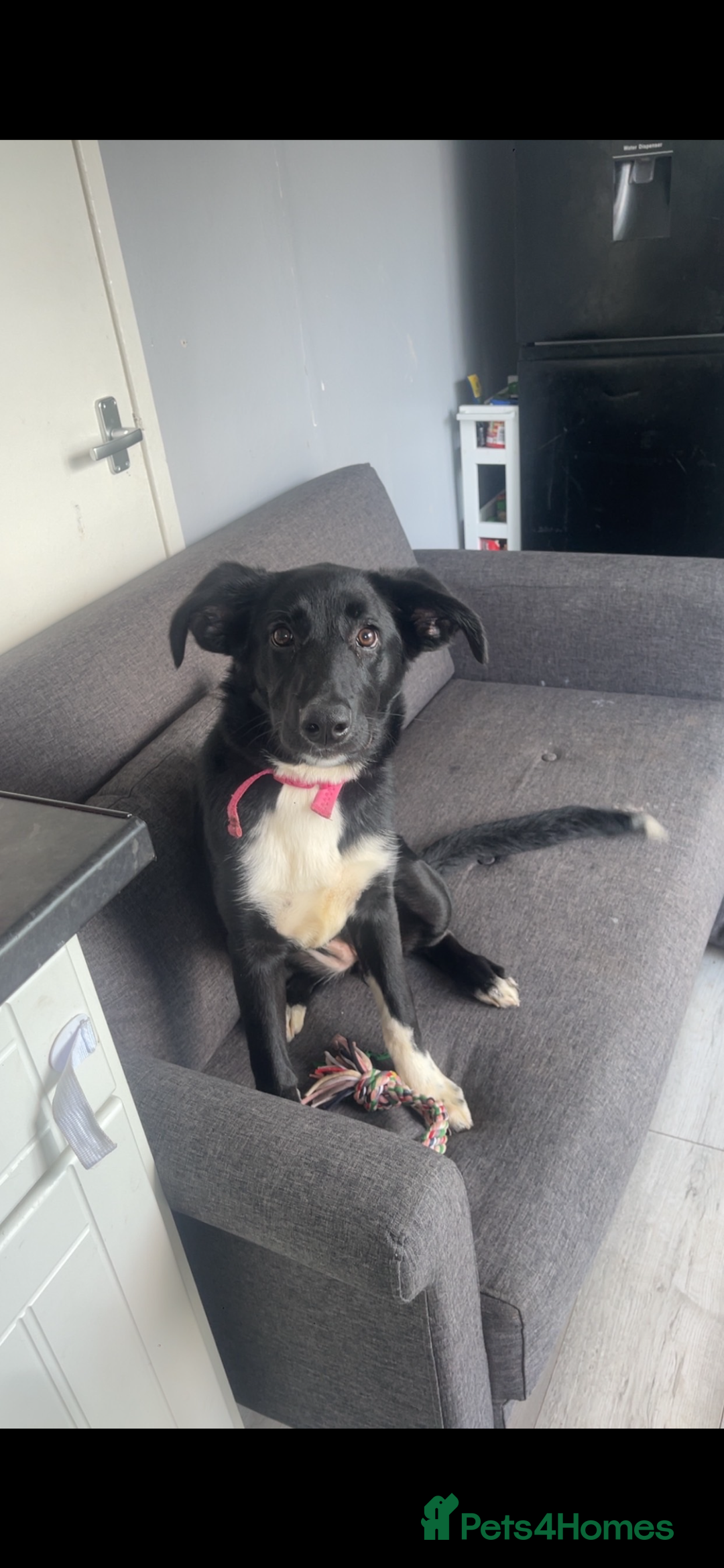 Mixed Breed dogs for sale: Rehoming  - Image 3