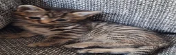 Mixed Breed cats for sale: Beautiful 😻 kittens ready for a new family  - Advert 12