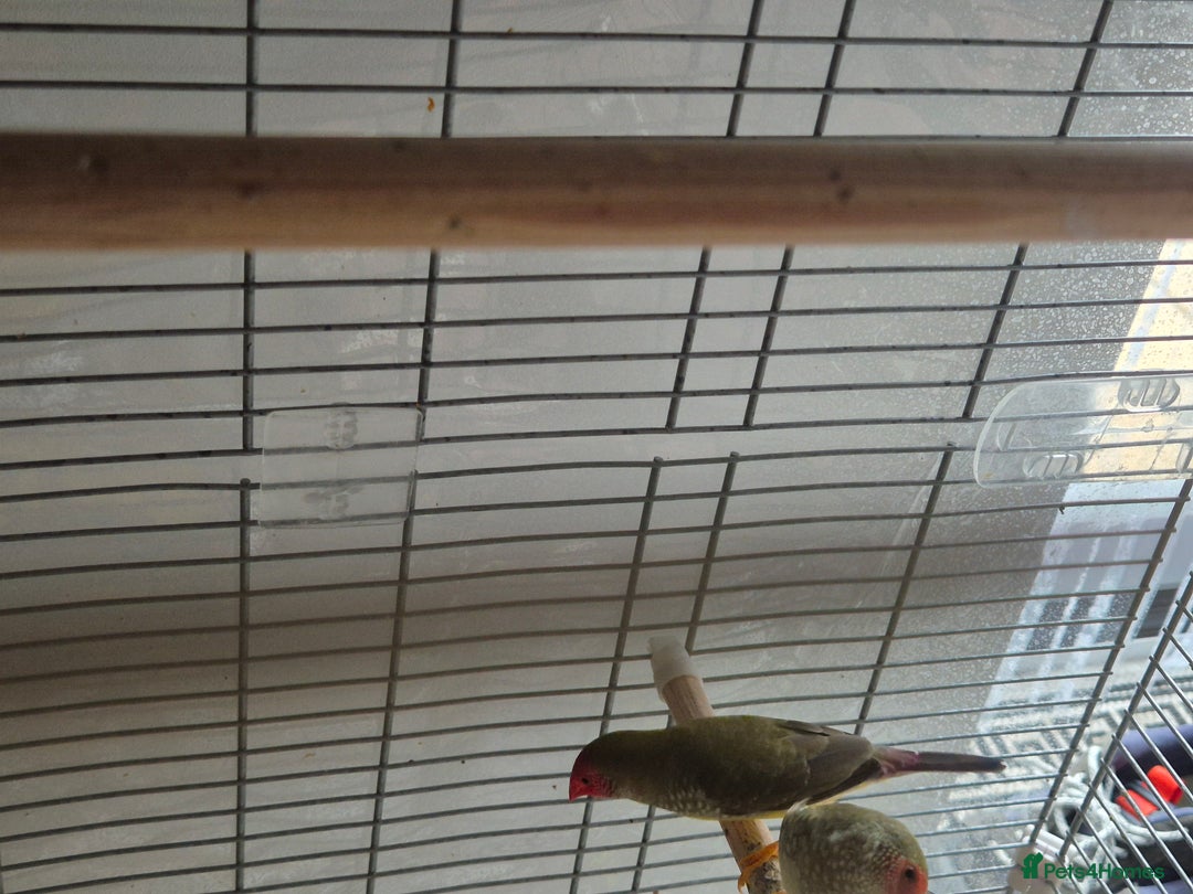 Finches birds for sale: Star /Red head finches  - Image 5