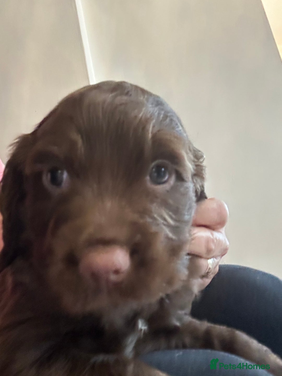 Sprocker dogs for sale: 1 chocolate boy sproker 10 weeks  - Image 23