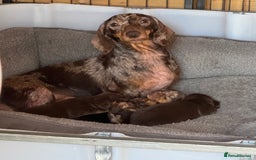 Miniature Dachshund dogs for sale: Beautiful Miniature Dachshund puppies - Image 7