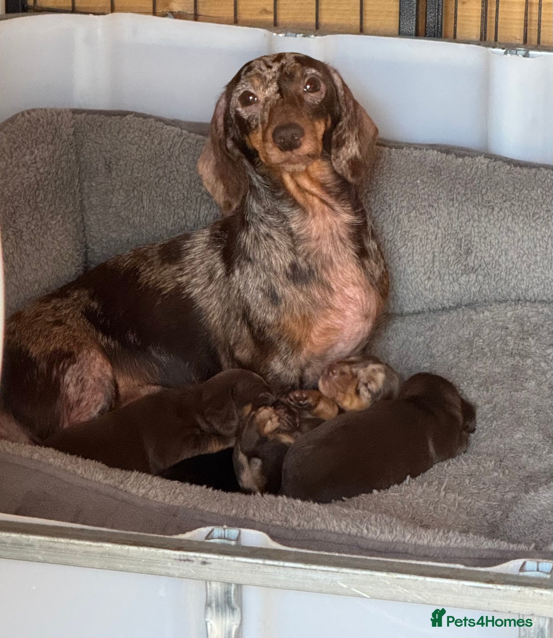 Miniature Dachshund dogs for sale: Beautiful Miniature Dachshund puppies - Image 7