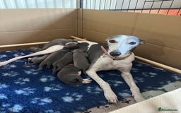 Whippet dogs for sale: One boy left, KC registered  - Image 12
