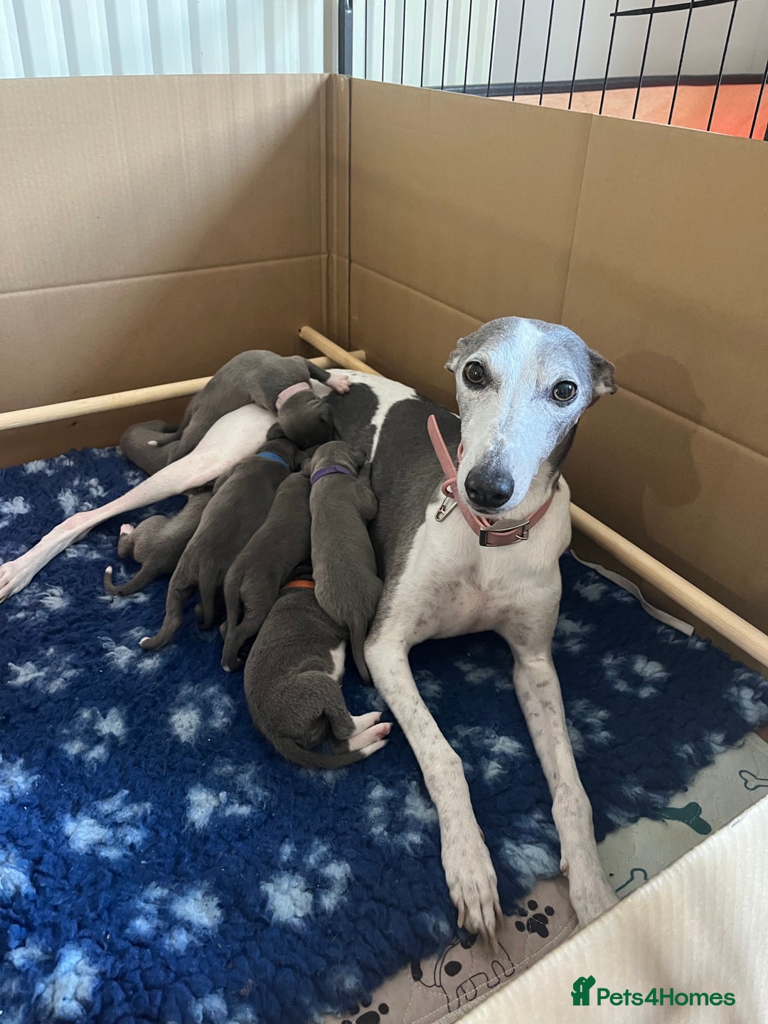 Whippet dogs for sale: One boy left, KC registered  - Image 12