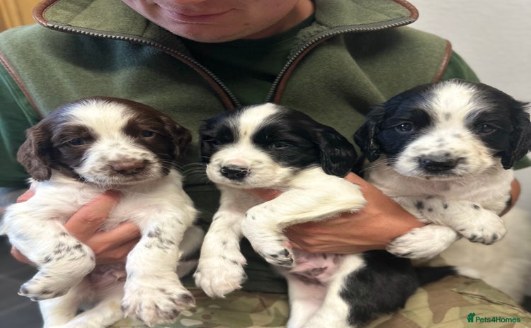 English Springer Spaniel dogs - Advert 1