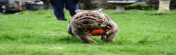 English Bulldog dogs for stud: Now proven English Bulldog at stud - Advert 25