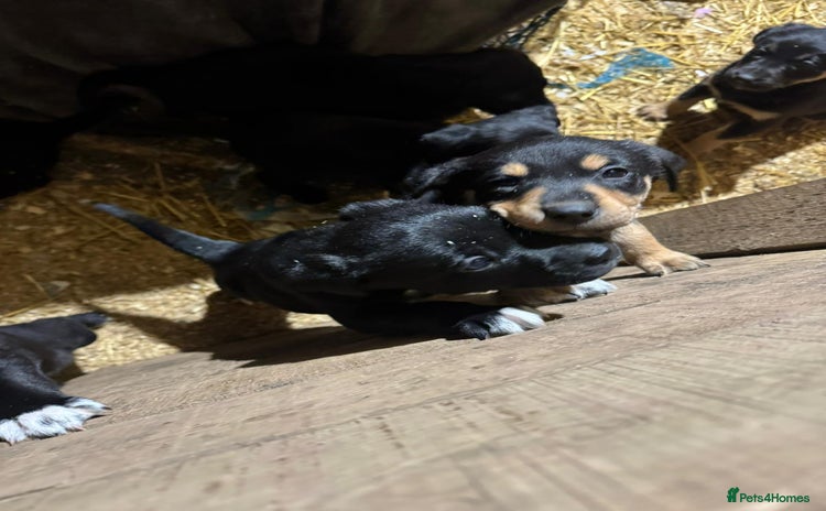 Borador dogs 7 gorgeous labrador x collie pups to good homes  - Advert 12