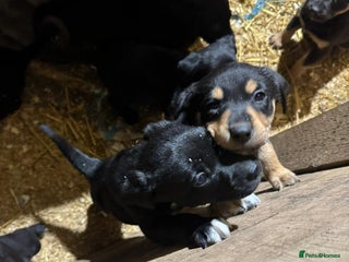Borador dogs 7 gorgeous labrador x collie pups to good homes - Advert 5