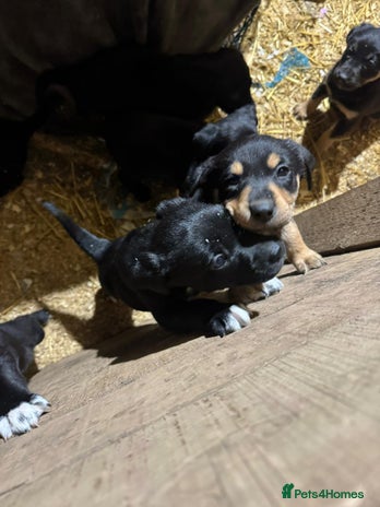 Borador dogs 7 gorgeous labrador x collie pups to good homes - Advert 1