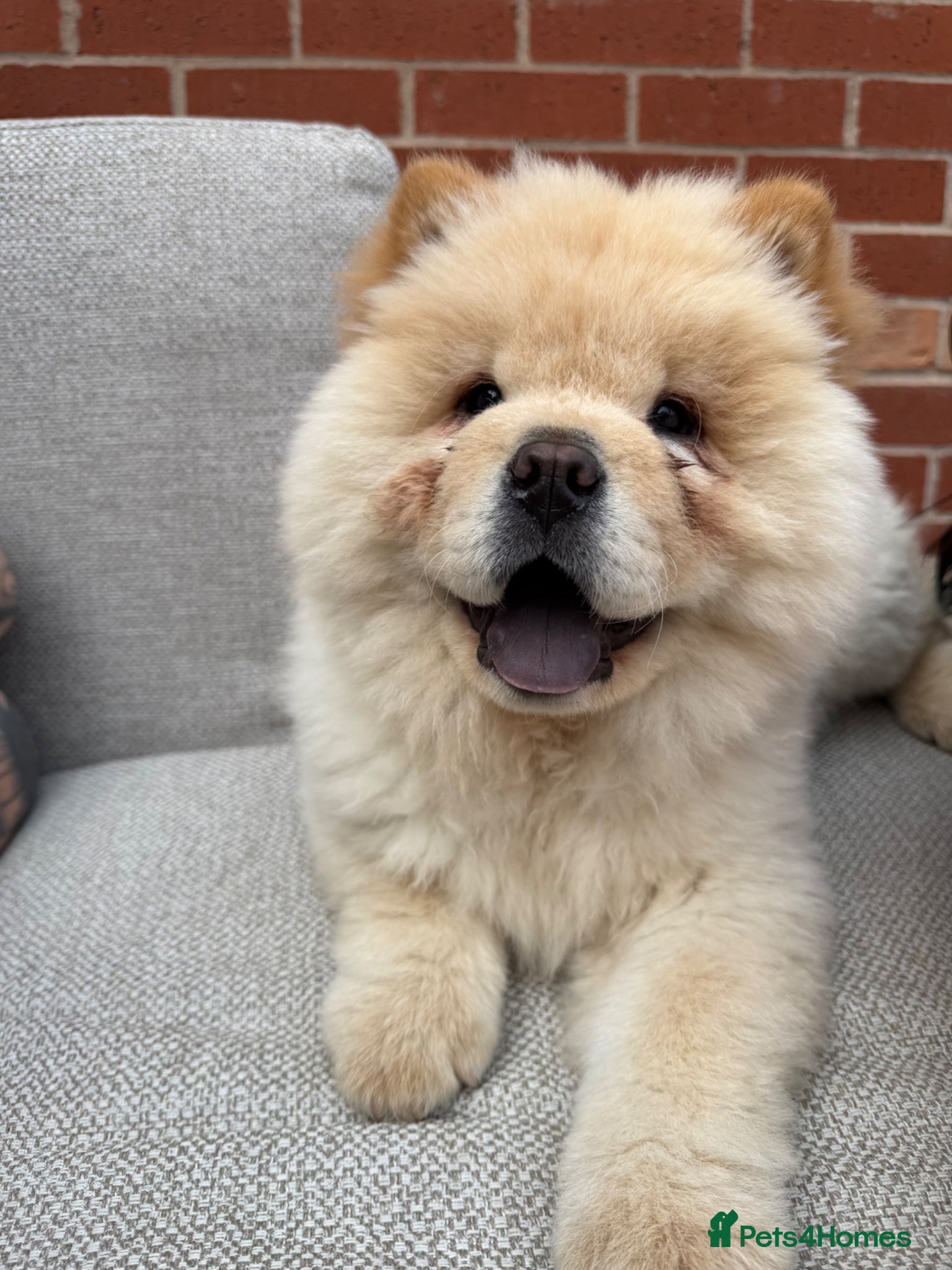 Chow Chow dogs Adorable Chow Chow - Advert 8
