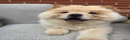 Chow Chow dogs for sale: Adorable Chow Chow in Northampton - Advert 1