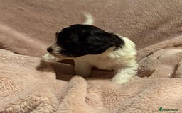 Mixed Breed dogs for sale: Cockshihpoos - Image 5