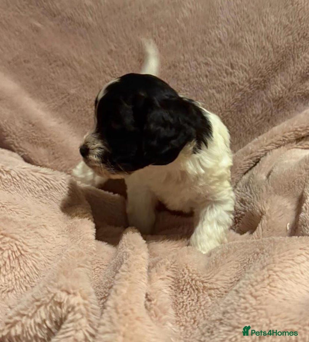 Mixed Breed dogs for sale: Cockshihpoos - Image 5