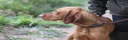 Hungarian Vizsla dogs for stud: KC Registered Hungarian Junior Champion for Stud in Brampton - Advert 9
