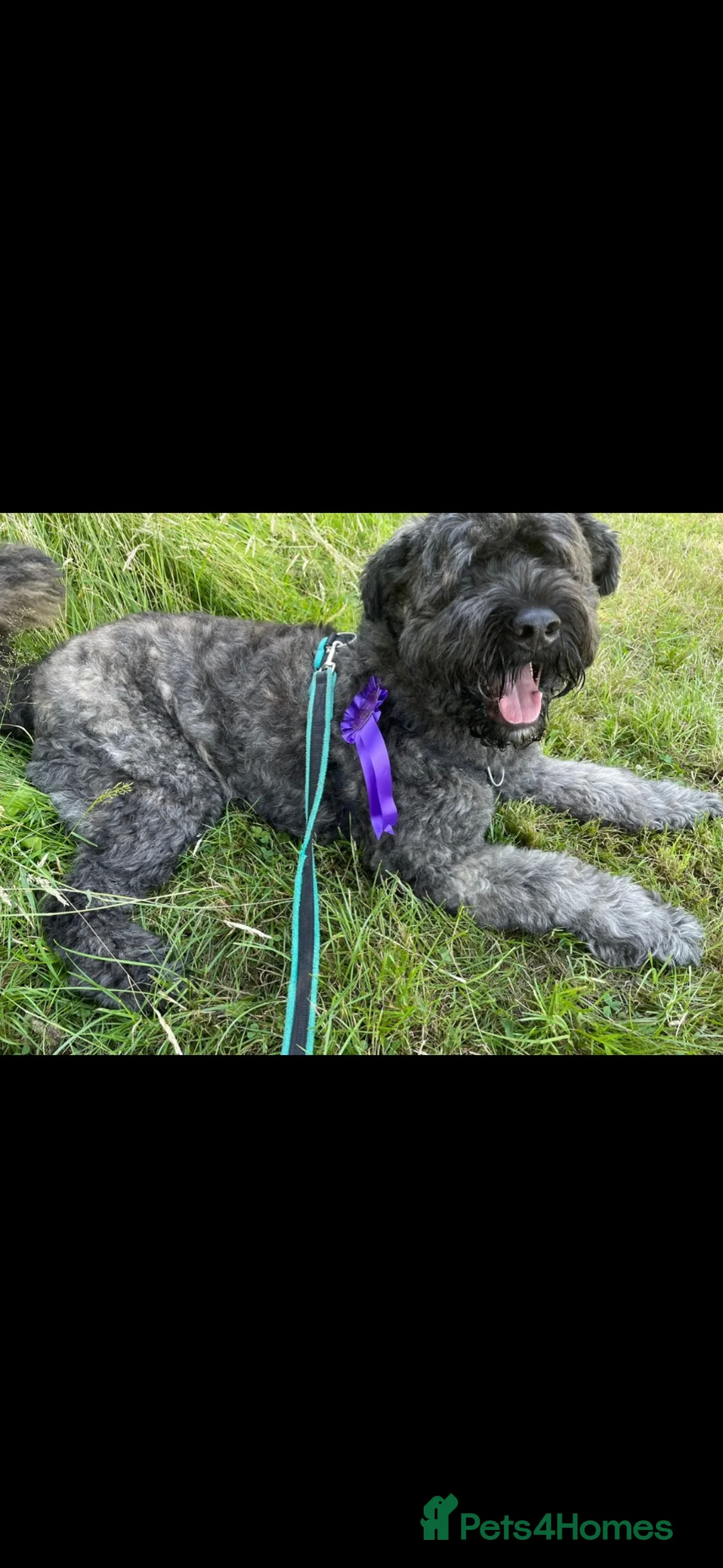 Bouvier Des Flandres dogs for sale: Working 3yr male bouvier des flandres - Advert 2
