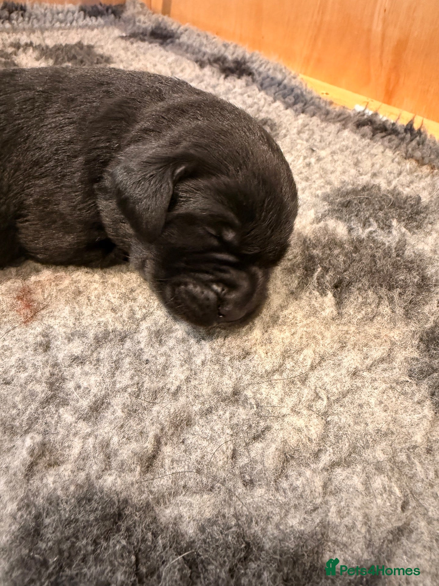 Labrador Retriever dogs 🖤 Beautiful black Labrador puppies 🖤 - Advert 2