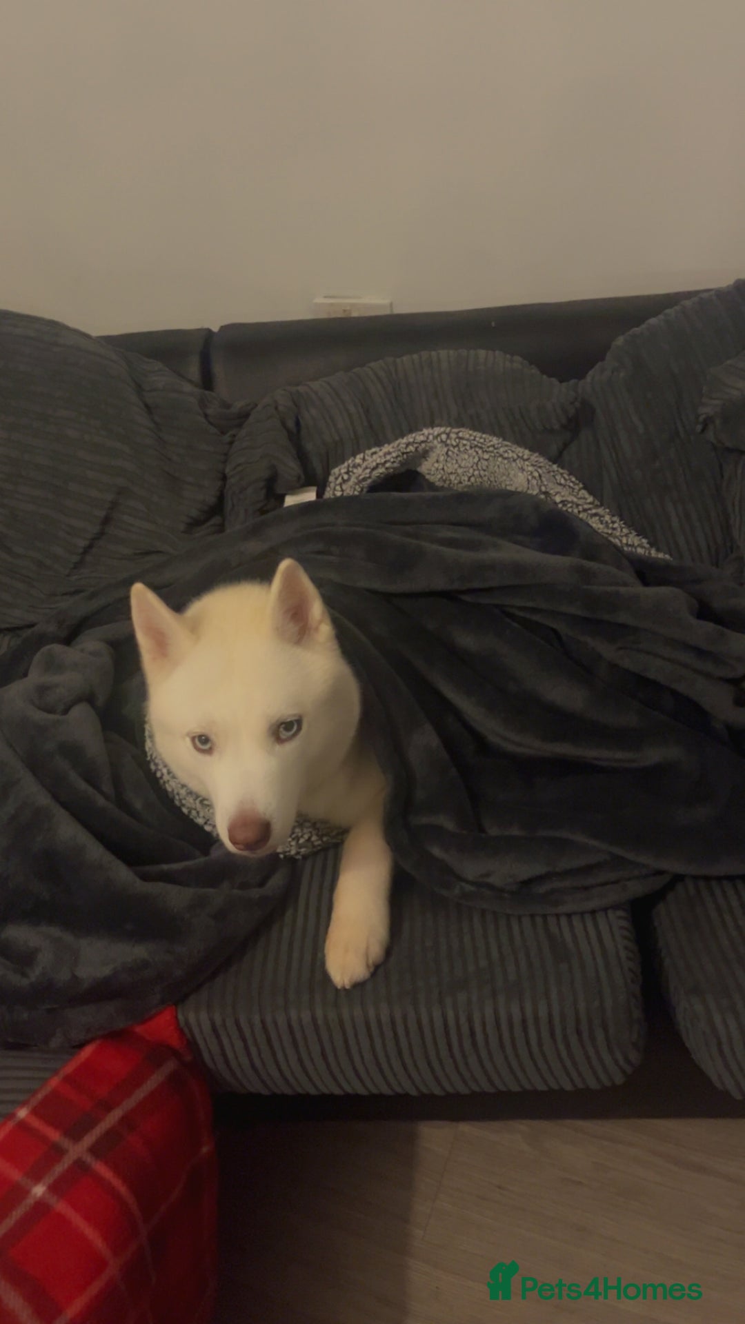 Siberian Husky dogs for sale: Husky for sale  - Advert 2