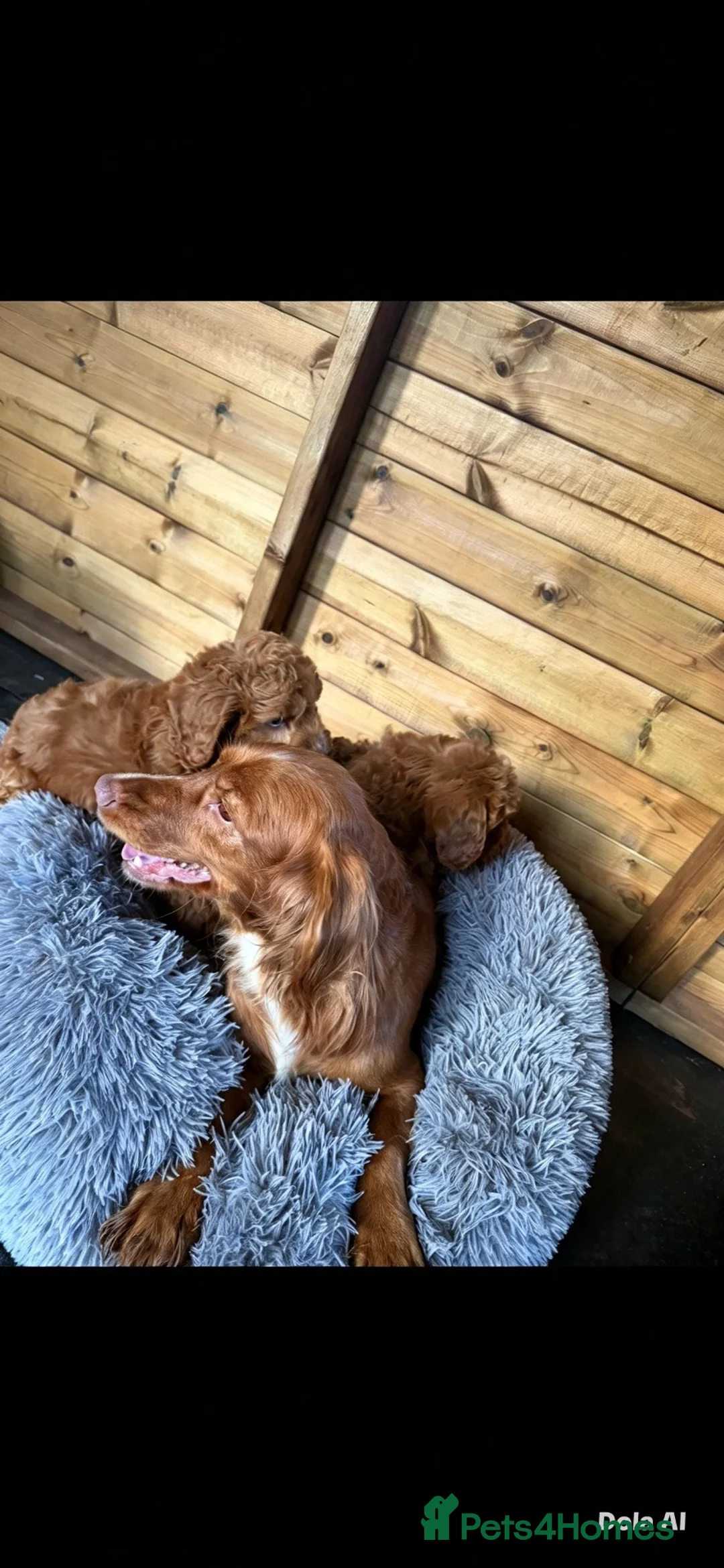 Cockapoo dogs for sale: Fox red cocapoos  - Advert 8