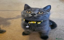 British Shorthair cats for sale: British Shorthair  - Image 9