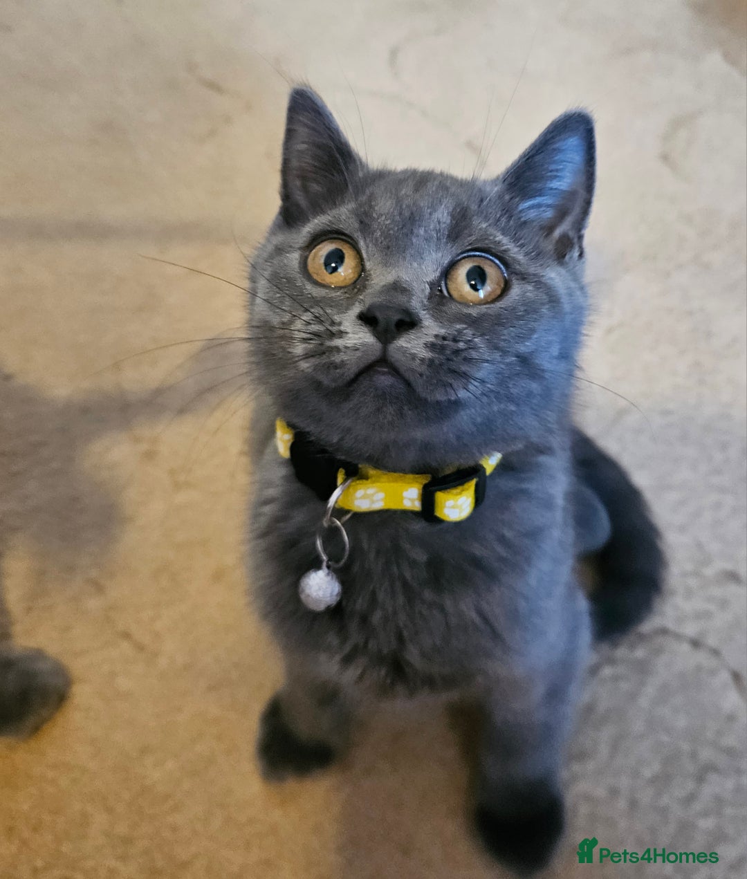 British Shorthair cats for sale: British Shorthair  - Image 9