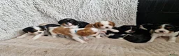 Cavalier King Charles Spaniel dogs for sale: Beautiful Cavalier King Charles Spaniel 7 Puppies - Advert 27