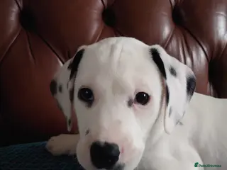 Mixed Breed dogs 9 Beautiful Dalmador Puppies! - Advert 9