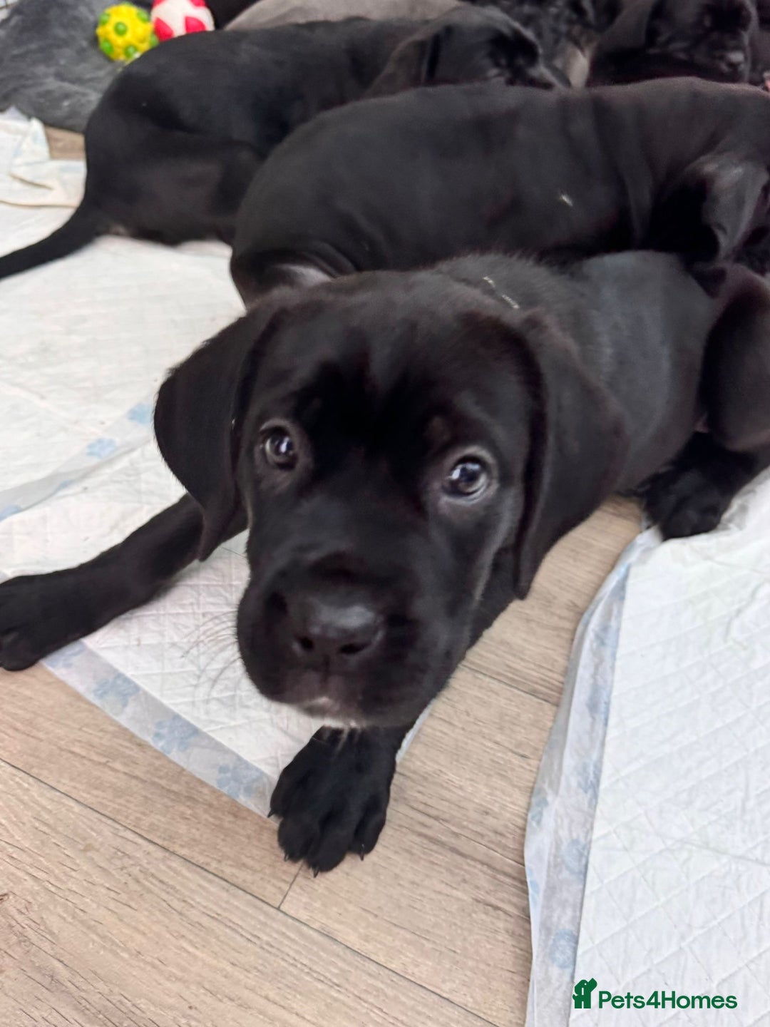 Cane Corso dogs for sale: 1 girl needing her forever homes  - Advert 16