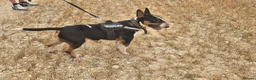 English Bull Terrier dogs for stud:  stunning boys for stud. Odin white, Elvis tri - Advert 5
