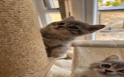 Scottish Fold cats for sale: Pedigree Scottish fold and straight kittens - Image 1