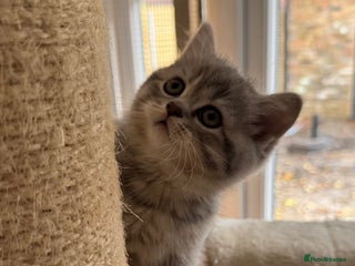 Scottish Fold cats - Advert 10