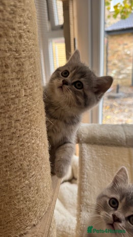 Scottish Fold cats - Advert 3