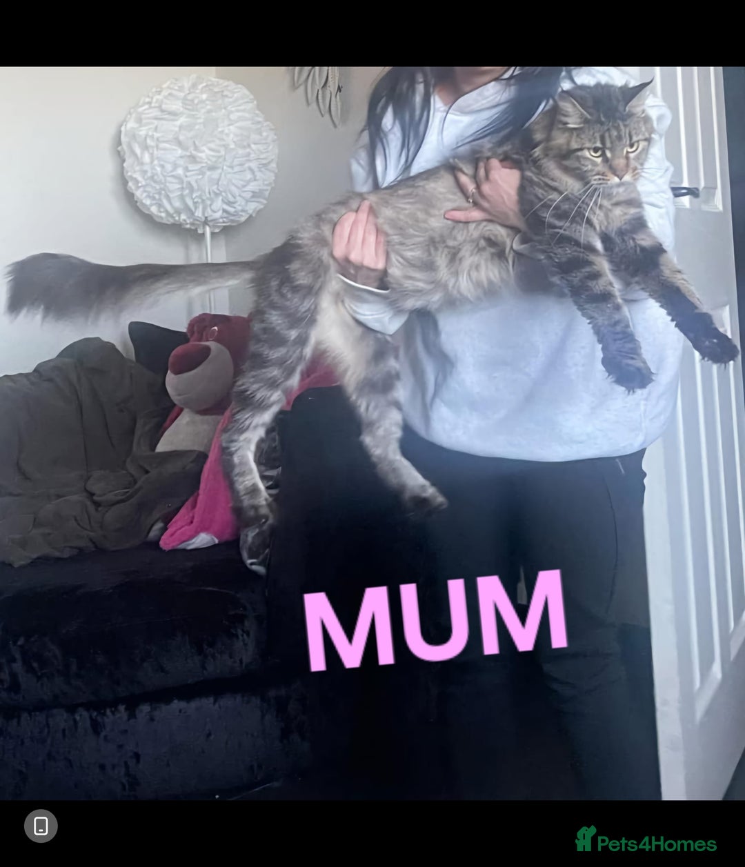 Maine Coon cats for sale: Maine coon Giant russian/European and American - Advert 3