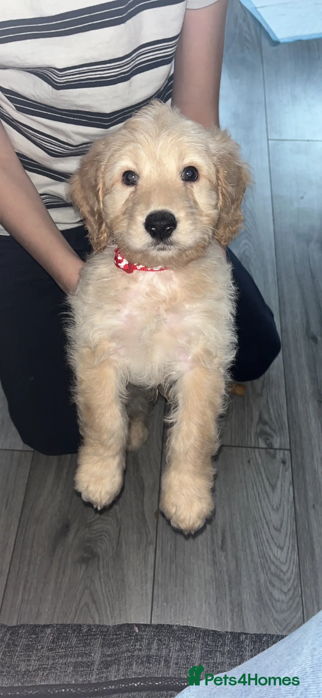 Cockapoo dogs for stud: Stud only!!!  - Advert 9