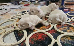 Maltese dogs for sale: 4 puppies bichons maltese - Image 20
