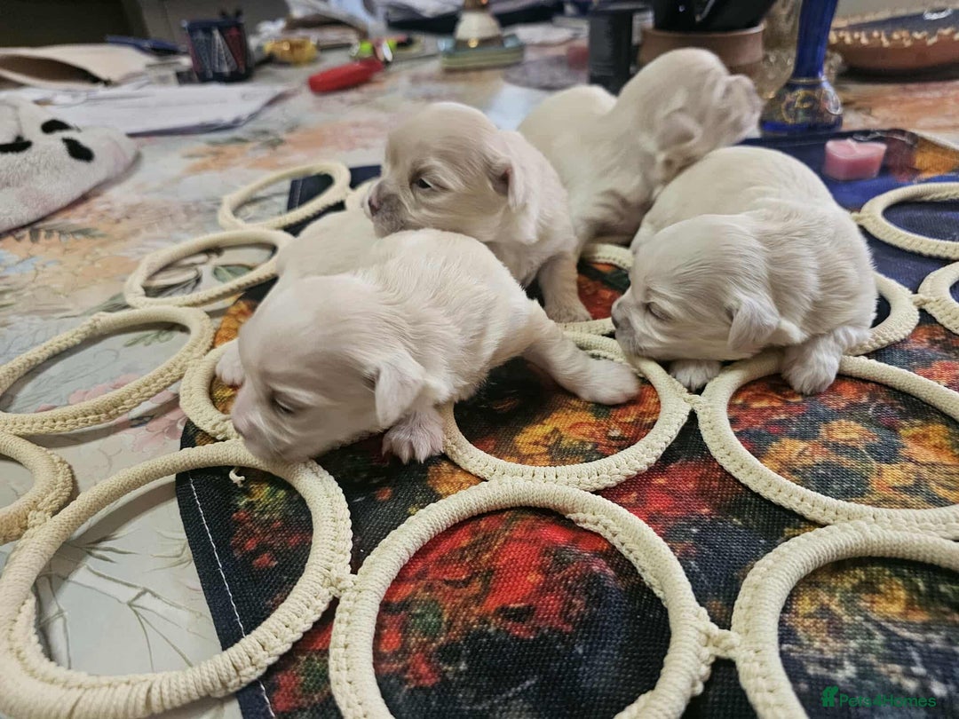 Maltese dogs for sale: 4 puppies bichons maltese - Image 20