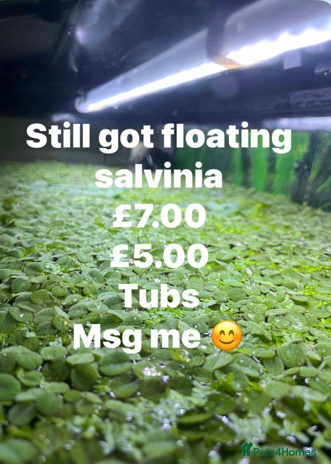 Live Bearers fish Live bearer hide away for fry - Advert 3