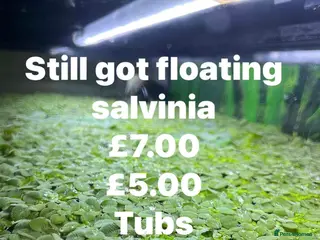 Live Bearers fish Live bearer hide away for fry - Advert 7