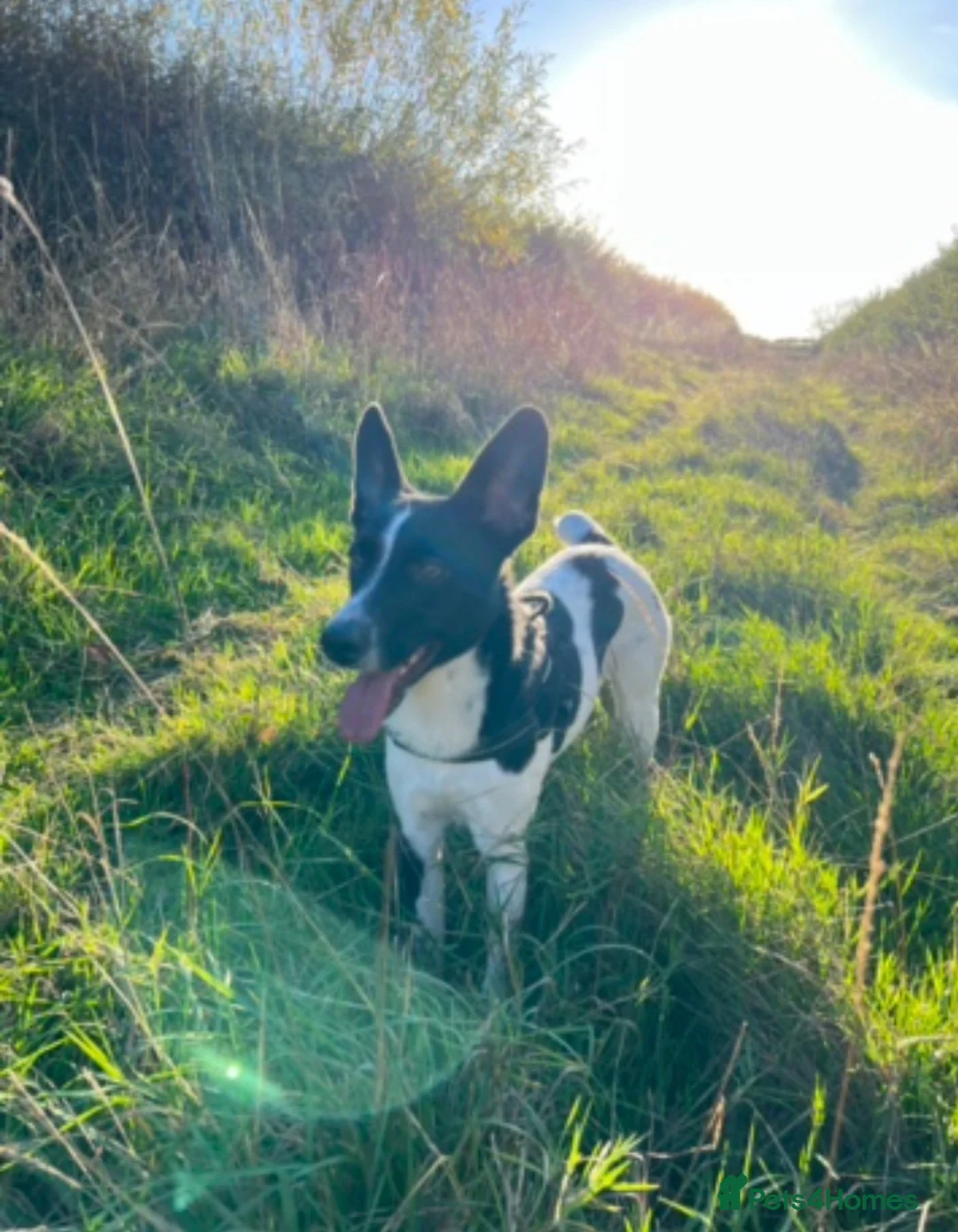Mixed Breed dogs for sale: Looking for a loving new home - Advert 10