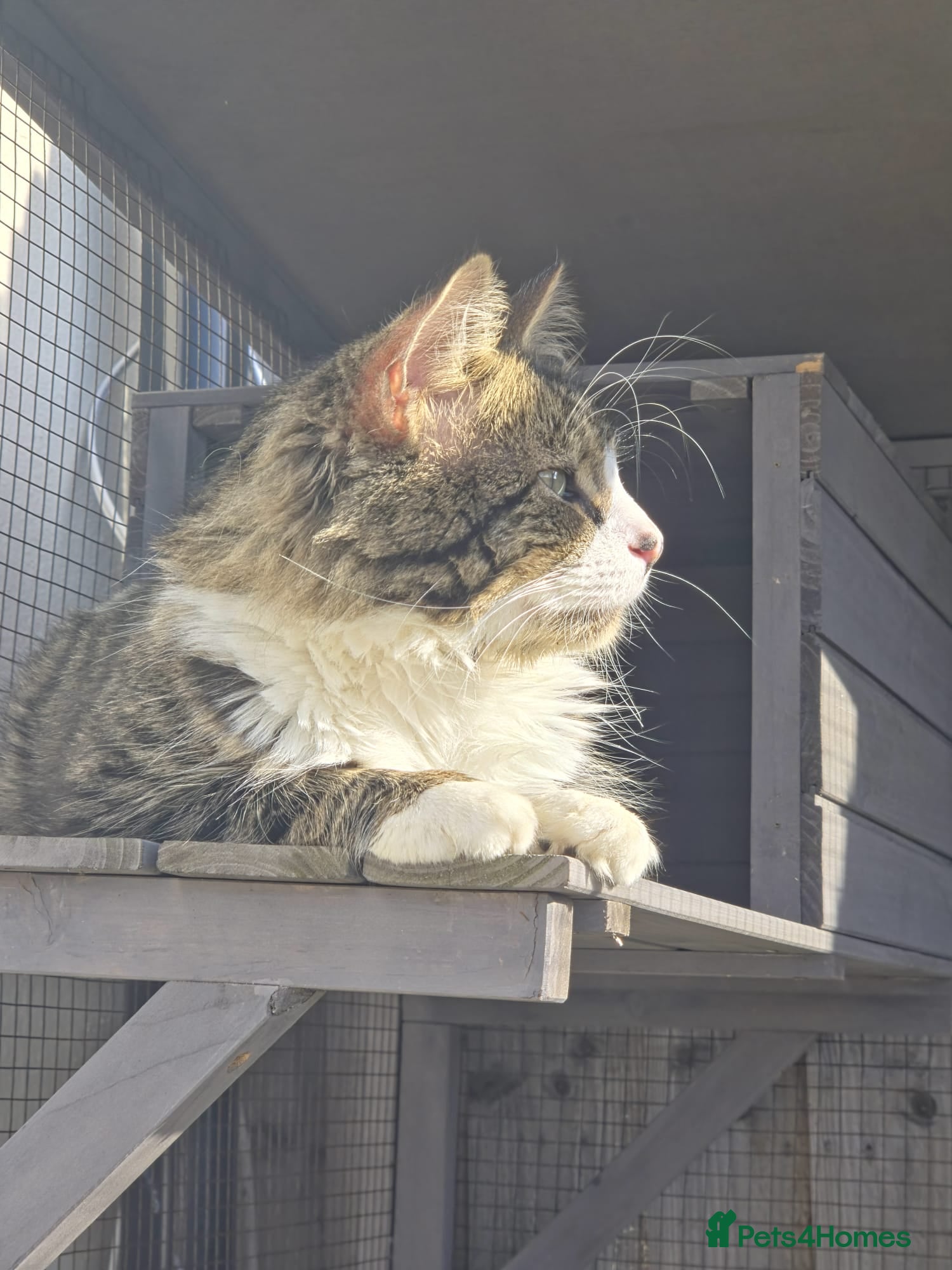 Maine Coon cats for sale: 3/4 Mainecoon Kittens in Pontypridd - Advert 5