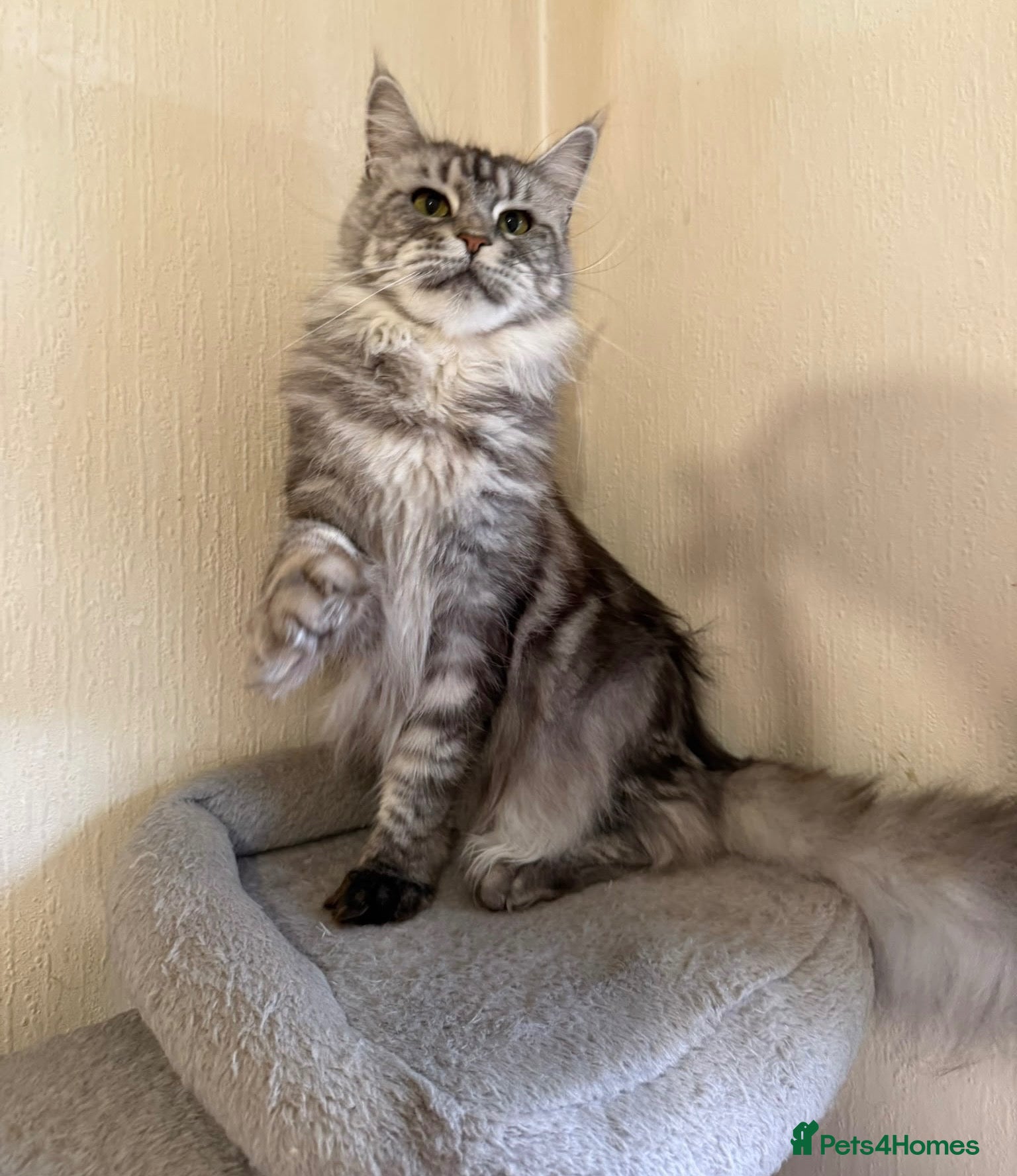 Maine Coon cats Pedigree TICA Champion Russian import line MCO - Advert 1