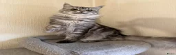 Maine Coon cats for sale: Pedigree TICA Champion Russian import line MCO - Advert 3
