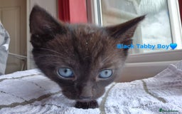 Domestic Shorthair cats for sale: 3 Beautiful kittens  - Image 3