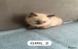Ragdoll cats for adoption: 6 Ragdoll Kittens Ready for new homes - Image 4