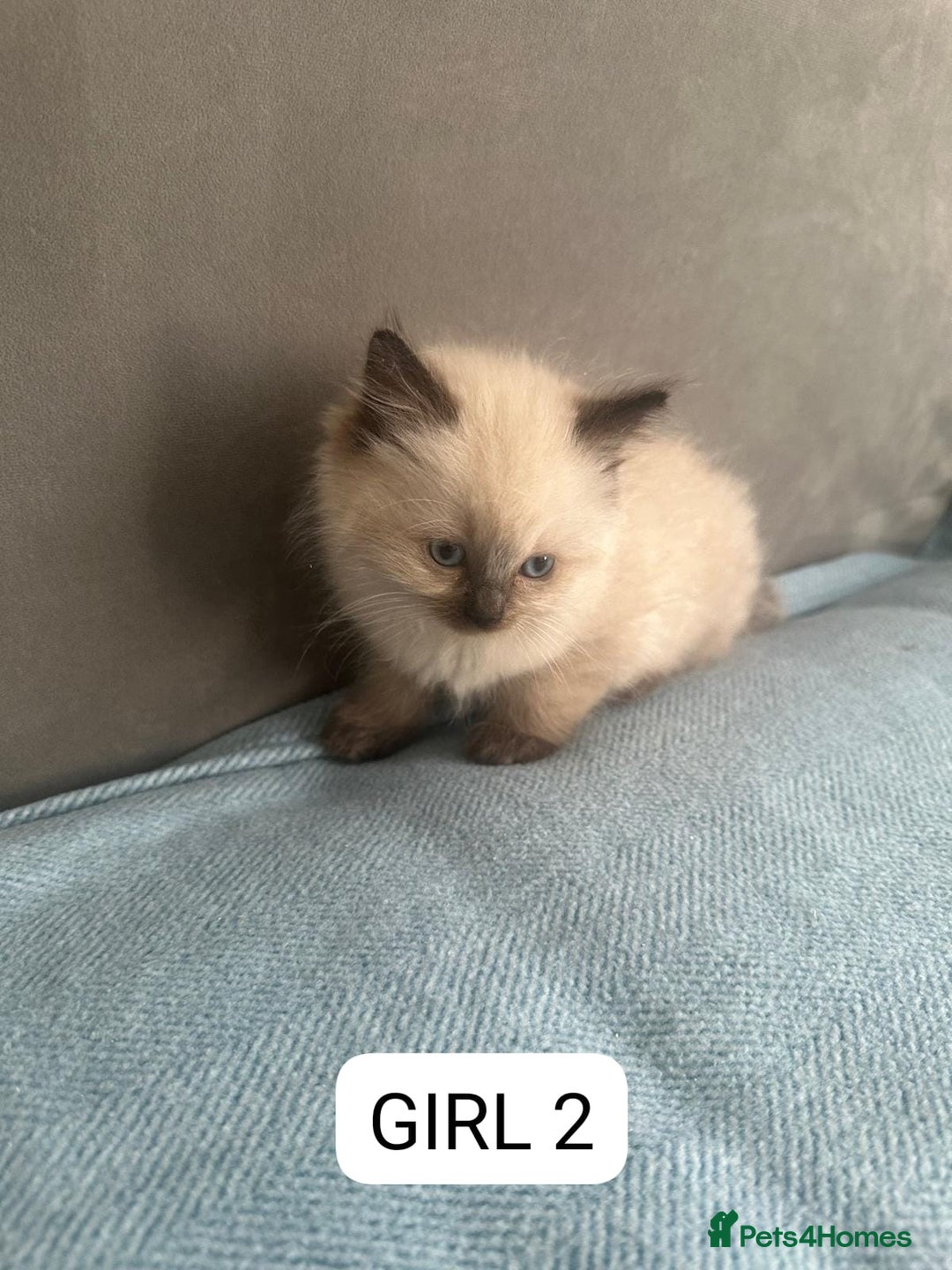Ragdoll cats for adoption: 6 Ragdoll Kittens Ready for new homes - Image 4