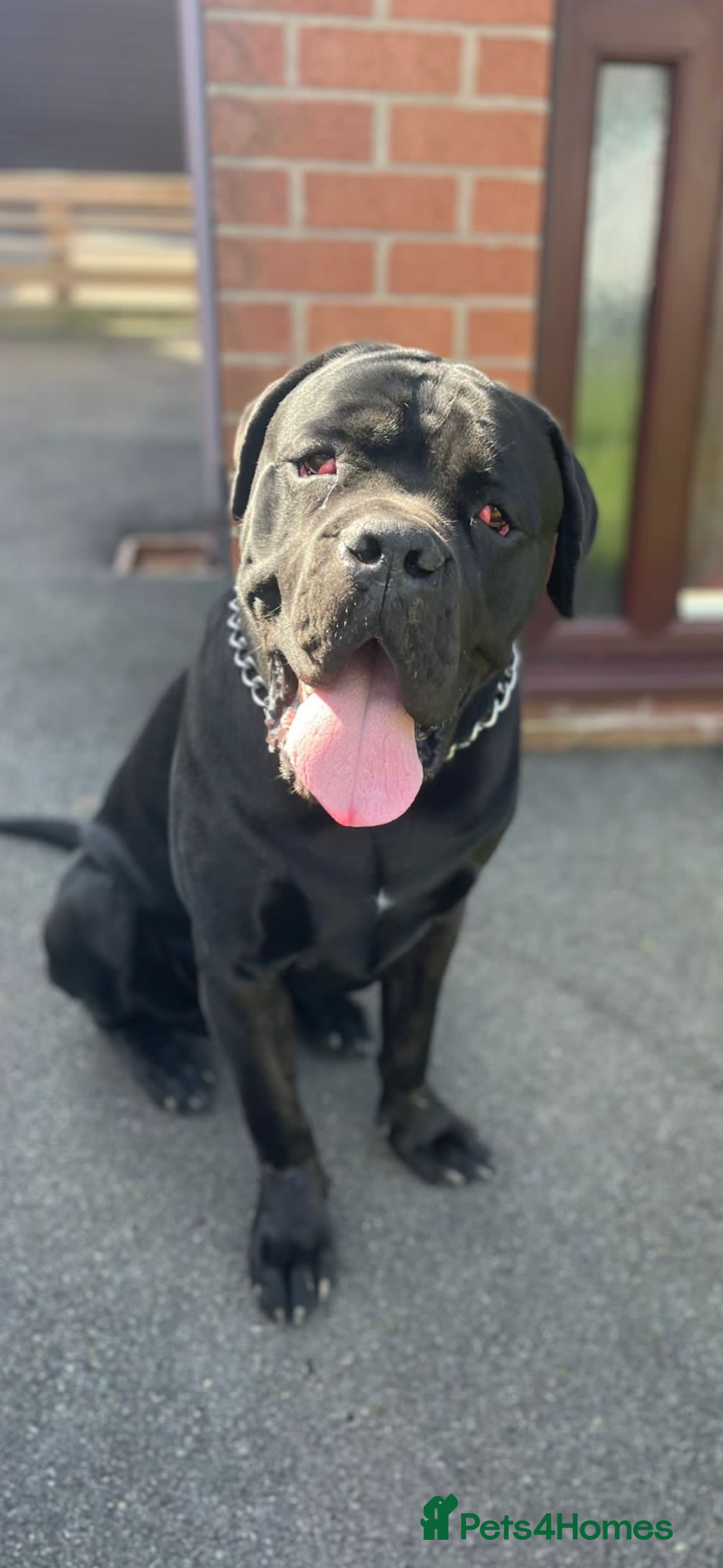 Cane Corso dogs for sale: My two boys  - Image 2