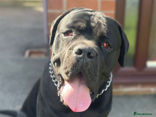 Cane Corso dogs - Advert 25