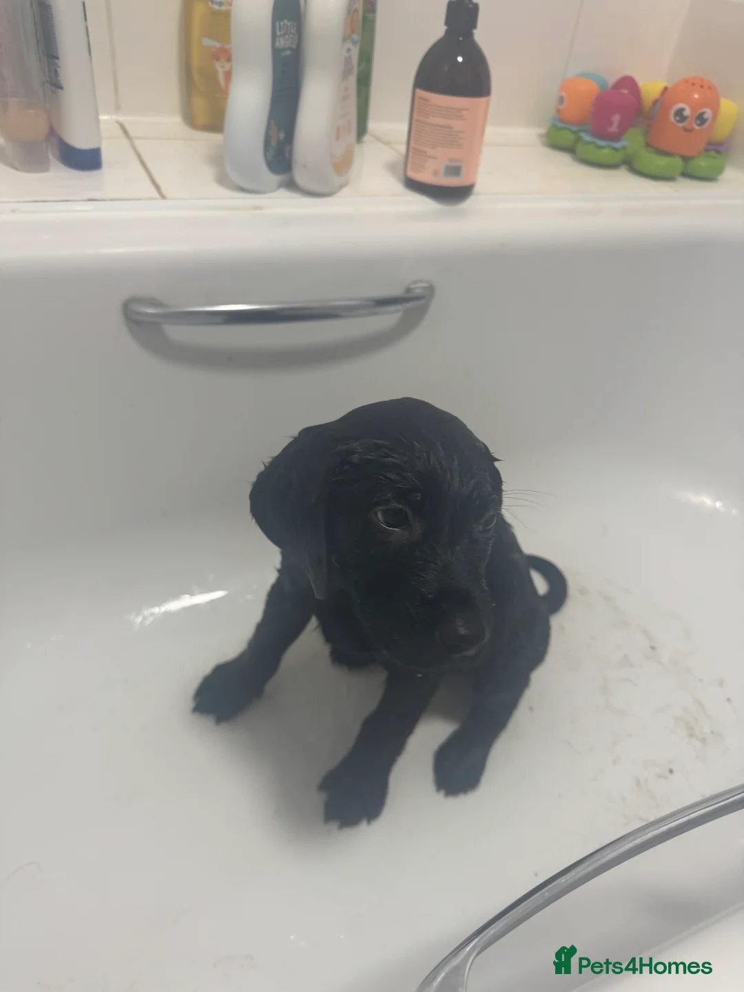 Labrador Retriever dogs for sale: Beautiful 11 week old Labrador  - Advert 5