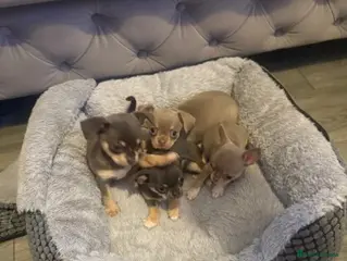 Chihuahua dogs Exceptional Chihuahua Puppies - Advert 1